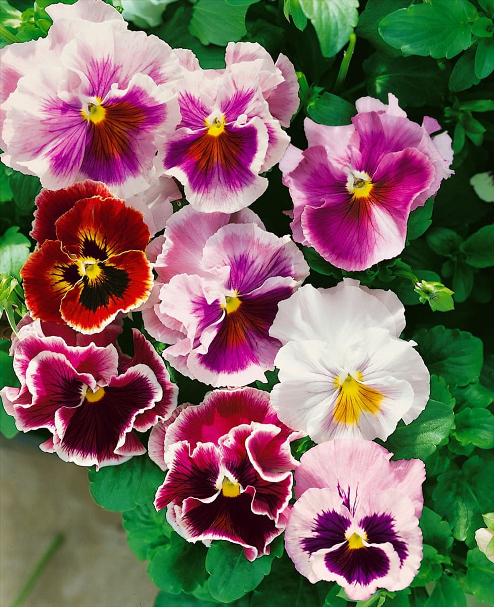 Viola-Wittrockiana-Hybriden Can Can Ruffled mixed