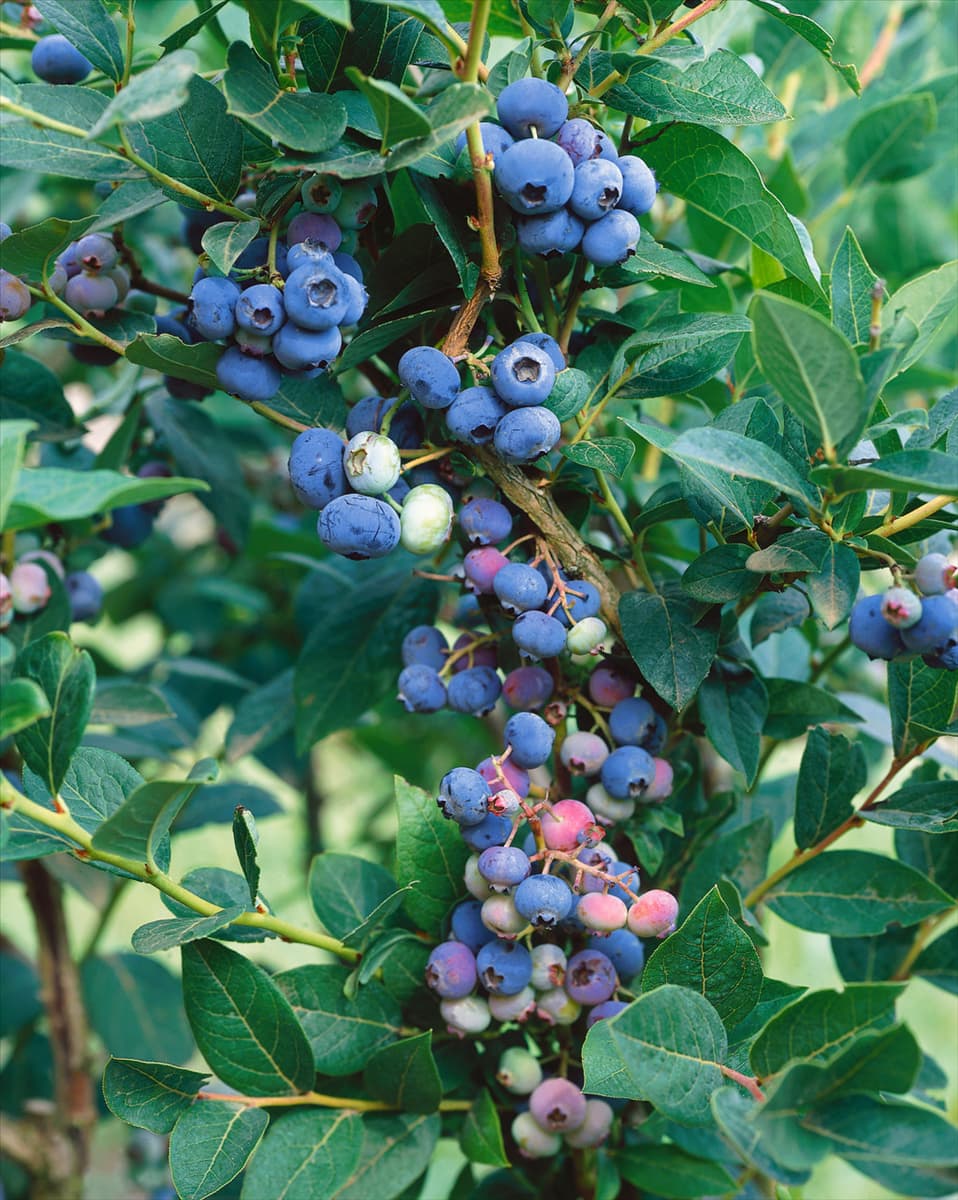Vaccinium corymbosum Brigitta Blue