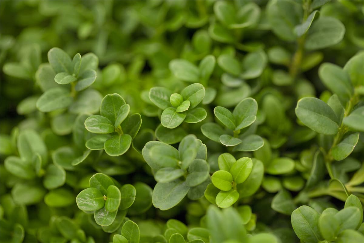 Buxus sempervirens 'Blauer Heinz'