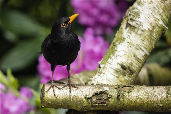 Amsel