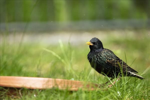 Sturnus vulgaris