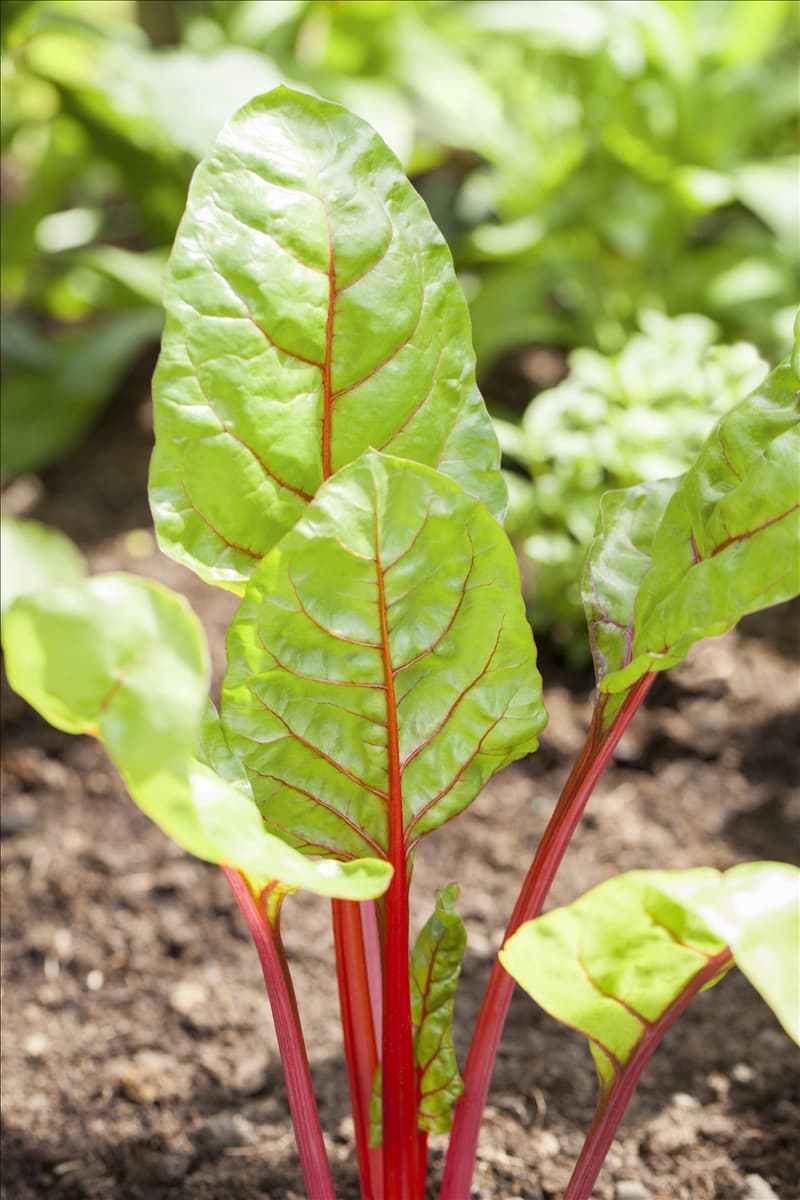 Beta vulgaris var. cicla