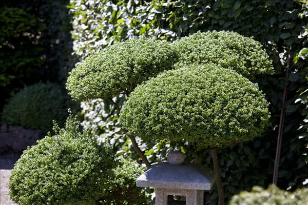 Ilex crenata
