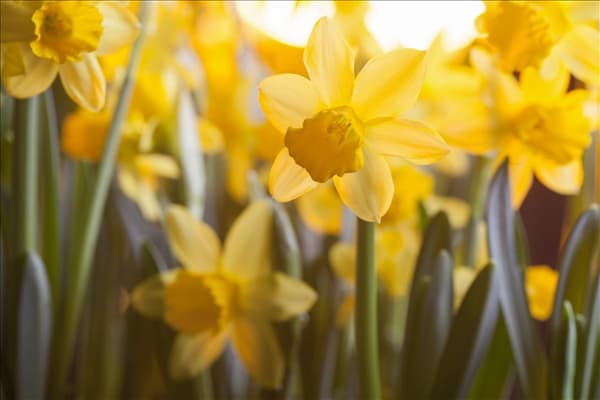 Narcissus