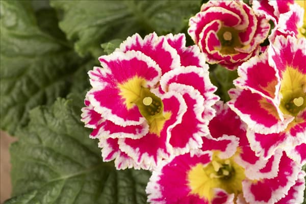 Primula vulgaris 'Sweetie'