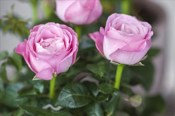 Rosa, rosa
