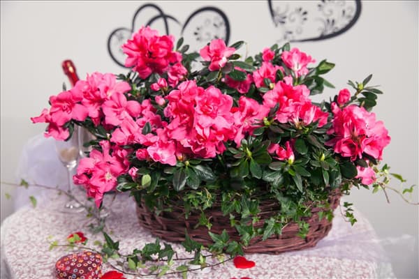 Rhododendron simsii