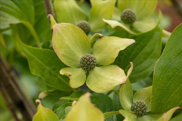 Cornus kousa 'Big Apple'