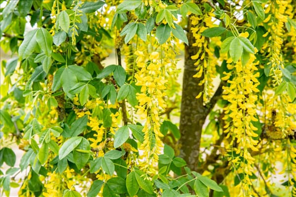 Laburnum anagyroides 'Fastigiata'