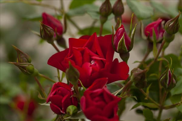 Kletterrose, rot