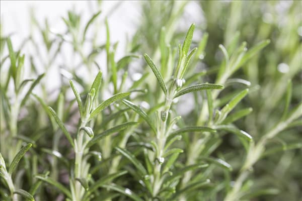 Rosmarinus officinalis