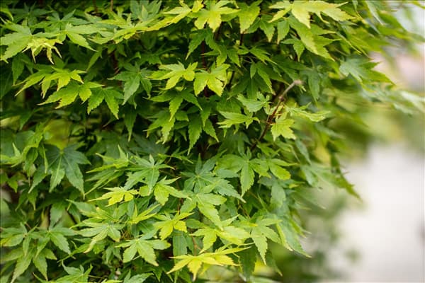 Acer palmatum 'Sangokaku'