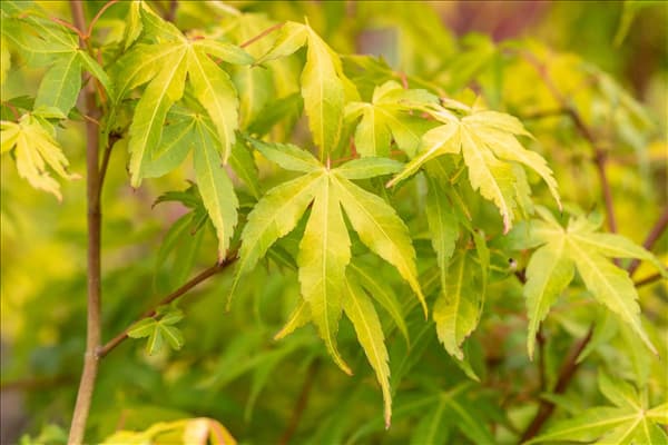 Acer palmatum 'Katsura'