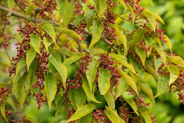 Acer davidii 'Serpentine'