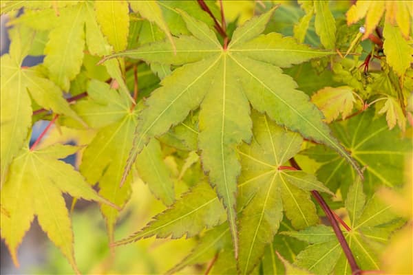 Acer palmatum 'Sangokaku'