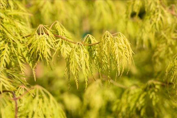 Acer palmatum 'Dissectum'