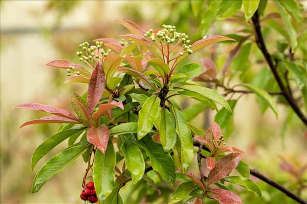 Photinia davidiana