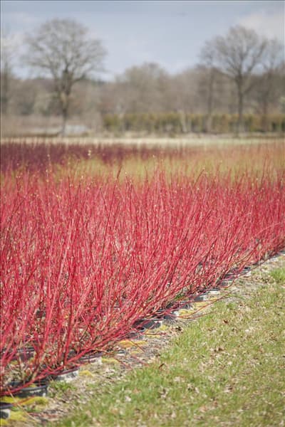Cornus alba 'Sibirica'