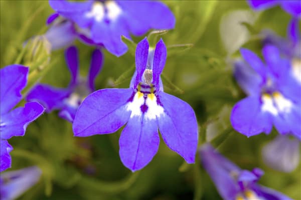 Lobelia erinus 'Summer Love'