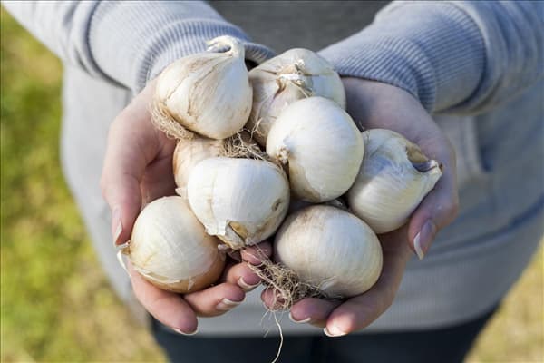 Allium
