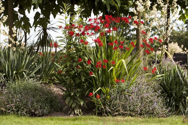 Crocosmia masoniorum