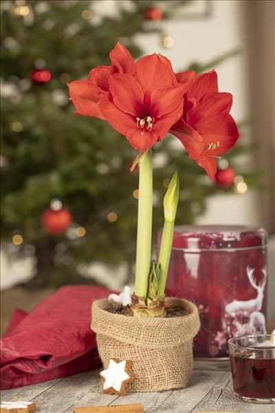 Hippeastrum