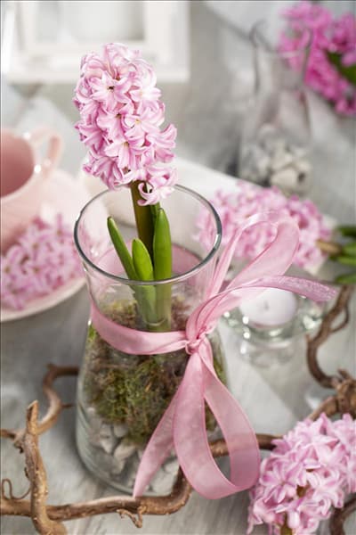 Hyacinthus
