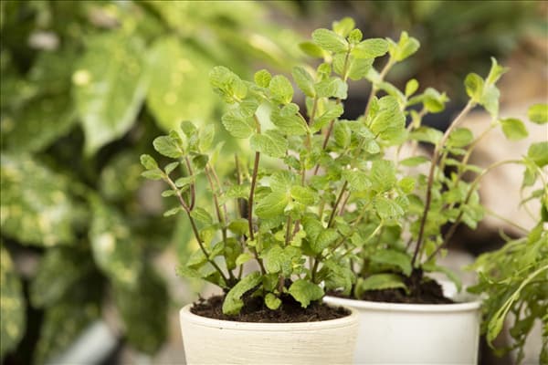 Mentha x piperita