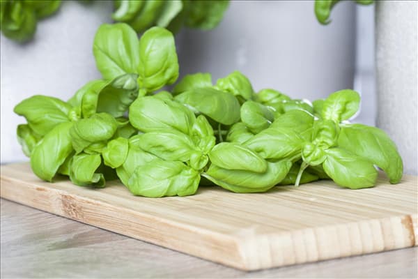 Ocimum basilicum