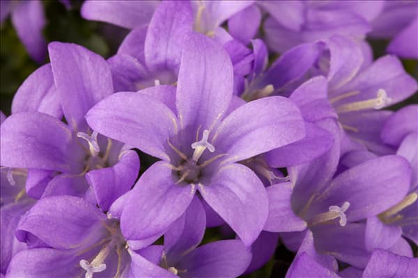 Campanula portenschlagiana