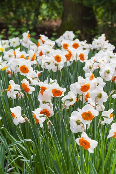 Narcissus