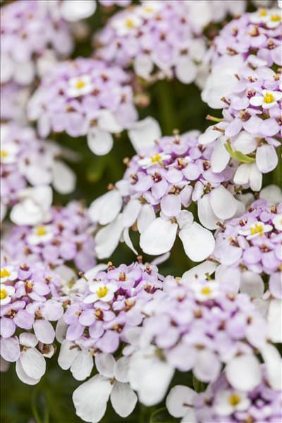 Iberis sempervirens, rosa