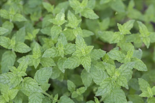 Mentha x piperita