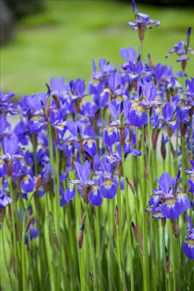 Iris