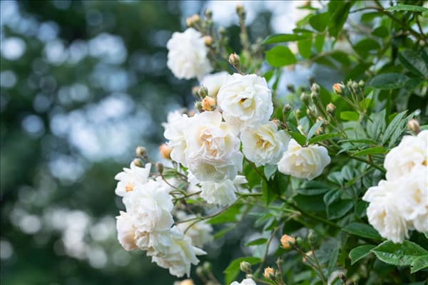 Kletterrose, weiß