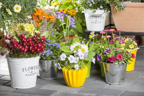 Saxifraga, Calibrachoa, Viola cornuta