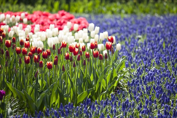 Muscari
