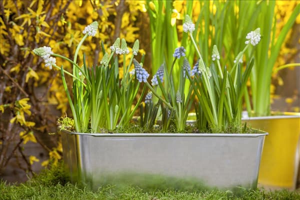 Muscari