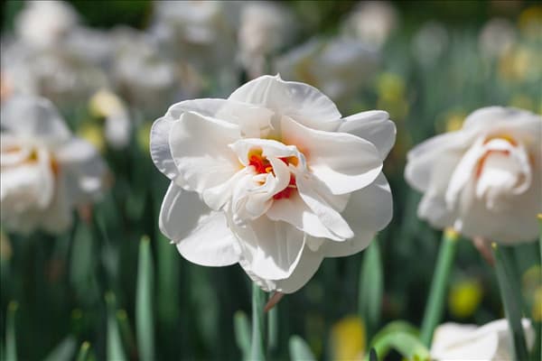 Narcissus