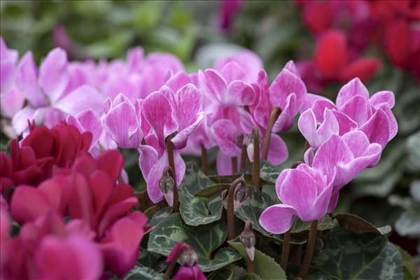 Cyclamen persicum