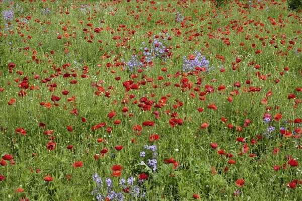 Papaver rhoeas