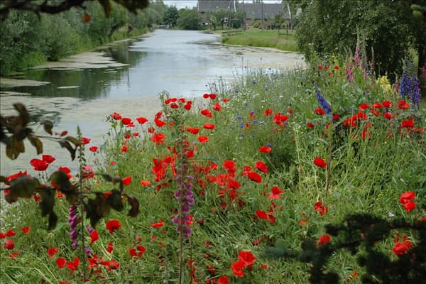 Papaver rhoeas, rot
