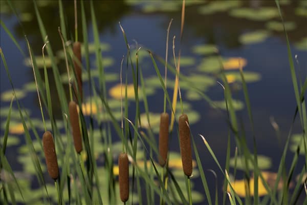 Typha angustifolia