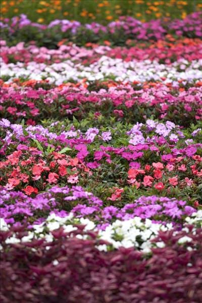 Impatiens
