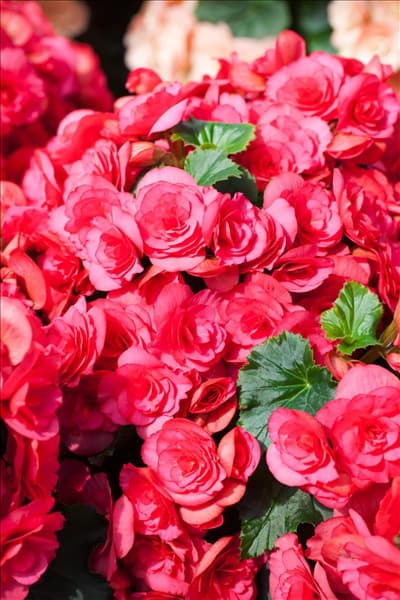 Begonia elatior 'Bela Lilacpink'®