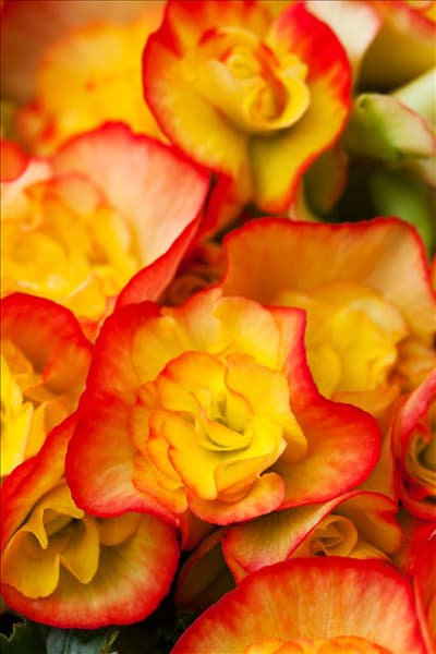 Begonia 'Diverse Deco'