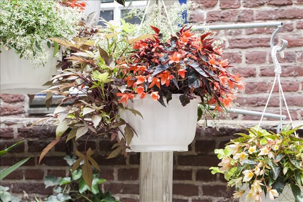 Begonia SUMMERWINGS™