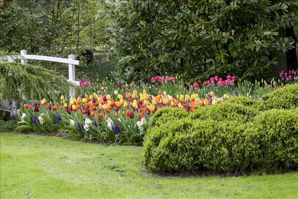 Buxus microphylla