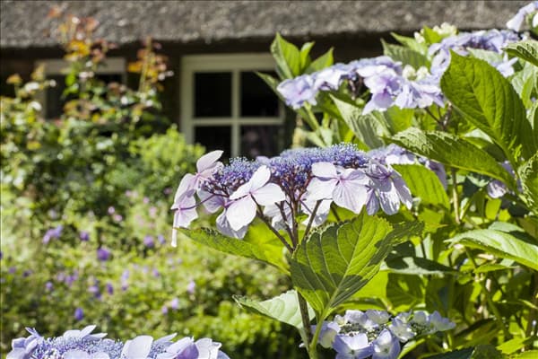 Hydrangea serrata