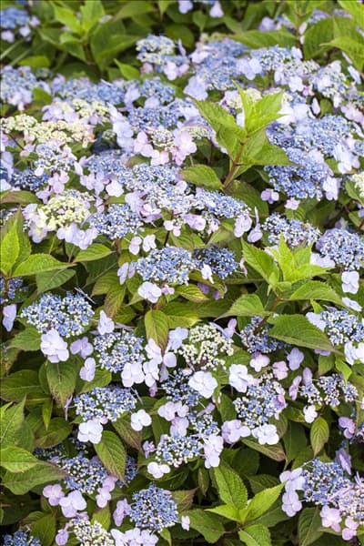 Hydrangea serrata 'Maiko'